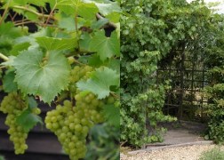 Vitis viniferaVroege van der Laan / Fehér szőlő
